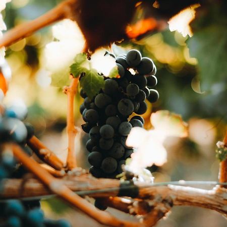 Hotel Boutique Raices De Colchagua Santa Cruz Zewnętrze zdjęcie